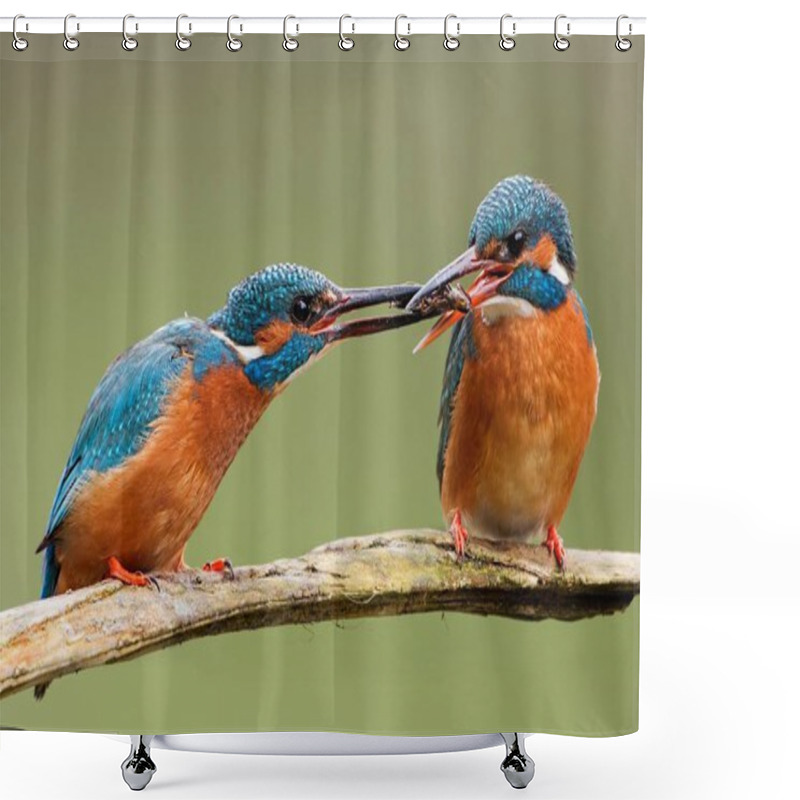 Personality  Closeup View Of Kingfisher Bird At Wild Life Shower Curtains