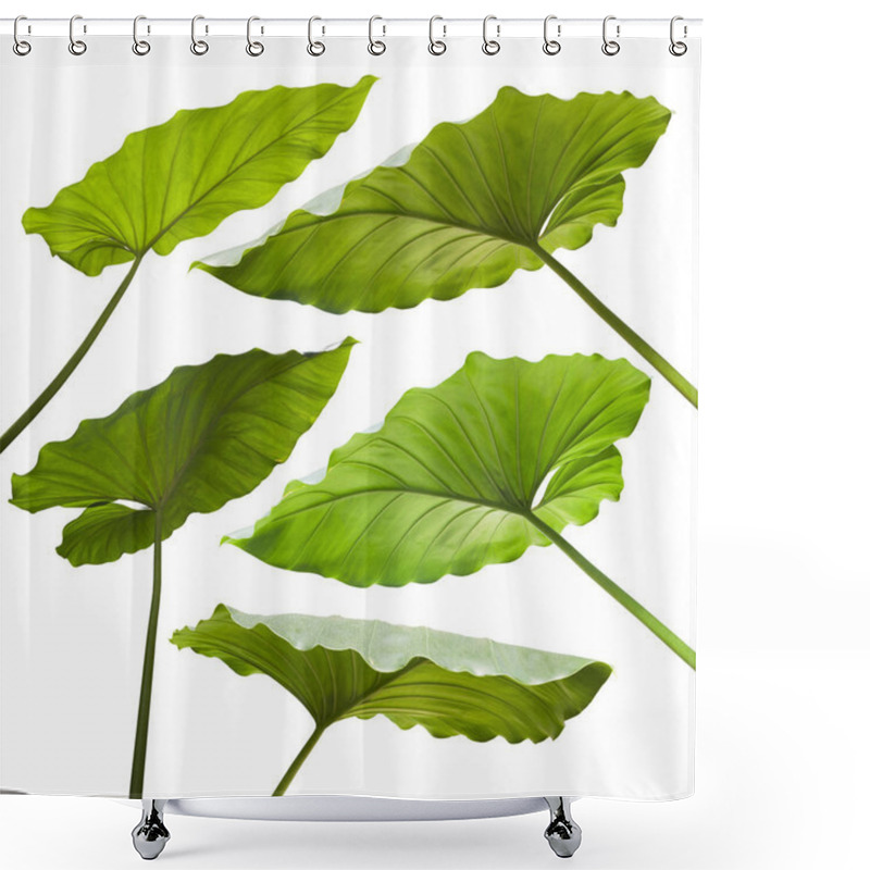 Personality  Tropical Leaves Background Shower Curtains