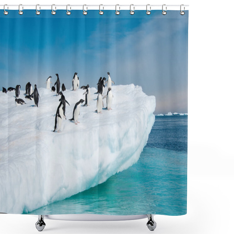 Personality  Adelie Penguins Jumping From Iceberg Shower Curtains