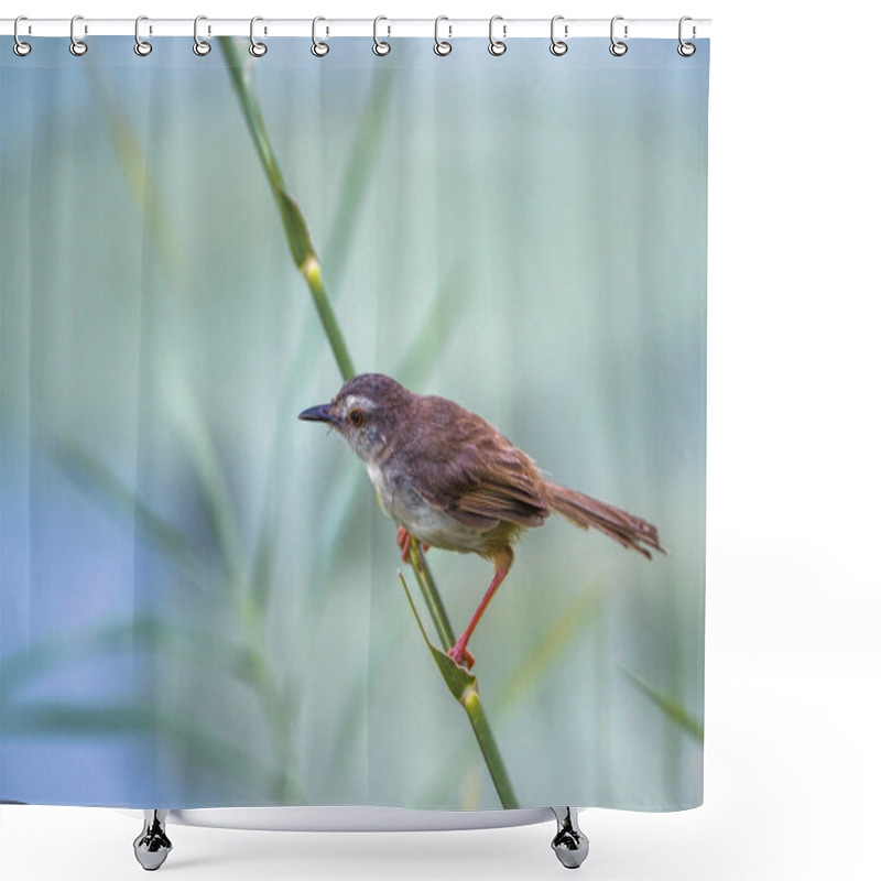 Personality  Tawny-flanked Prinia In Kruger National Park, South Africa Shower Curtains