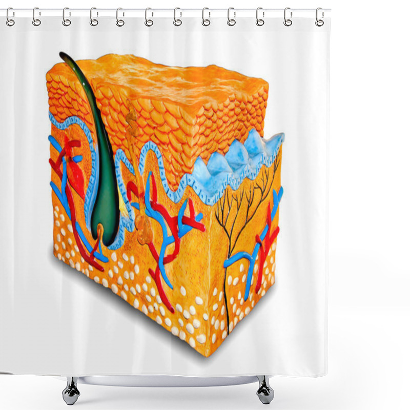 Personality  The Human Skin Cross-Section Model Shower Curtains