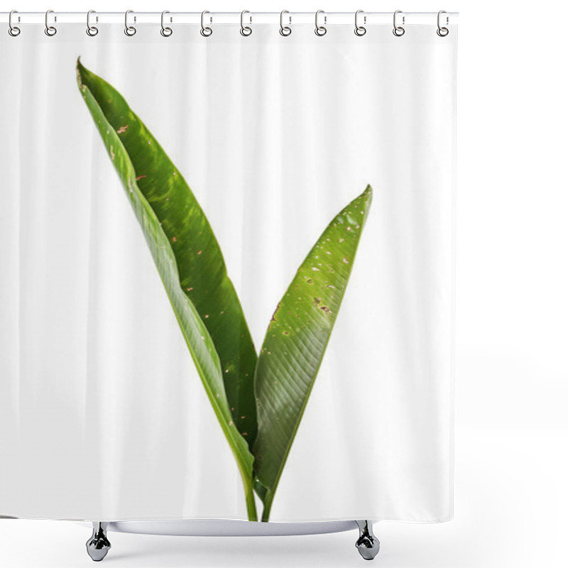 Personality  Strelitzia Reginae, Heliconia, Bird Of Paradise Foliage Isolated On White Background, With Clipping Path Shower Curtains