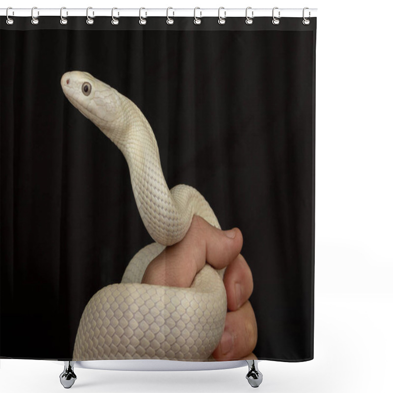 Personality  The Texas Rat Snake (Elaphe Obsoleta Lindheimeri ) Is A Subspecies Of Rat Snake, A Nonvenomous Colubrid Found In The United States, Primarily Within The State Of Texas Shower Curtains