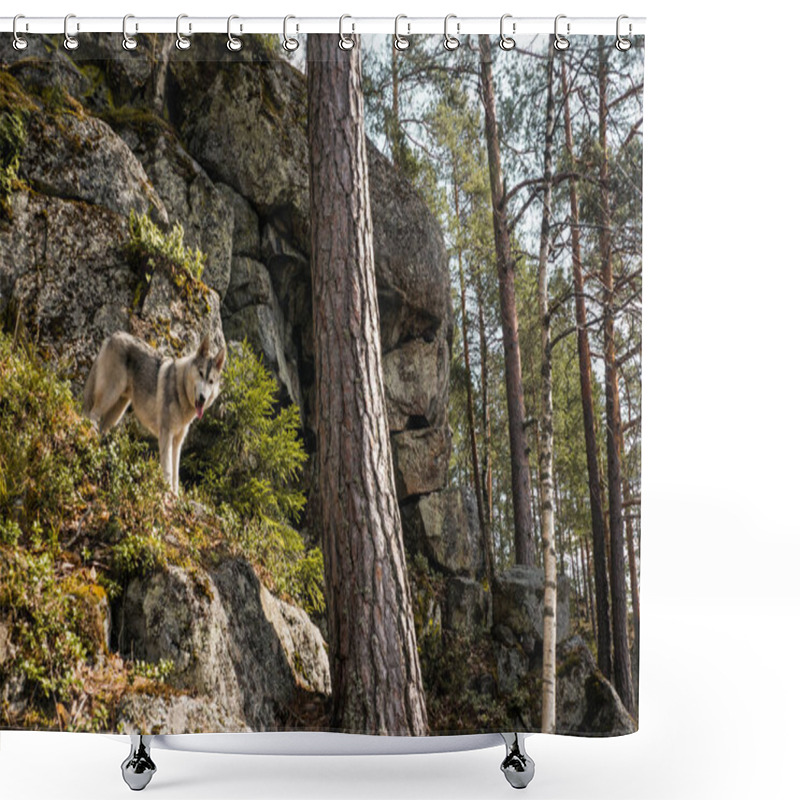 Personality  Malamute Dog In Autumn Forest Shower Curtains