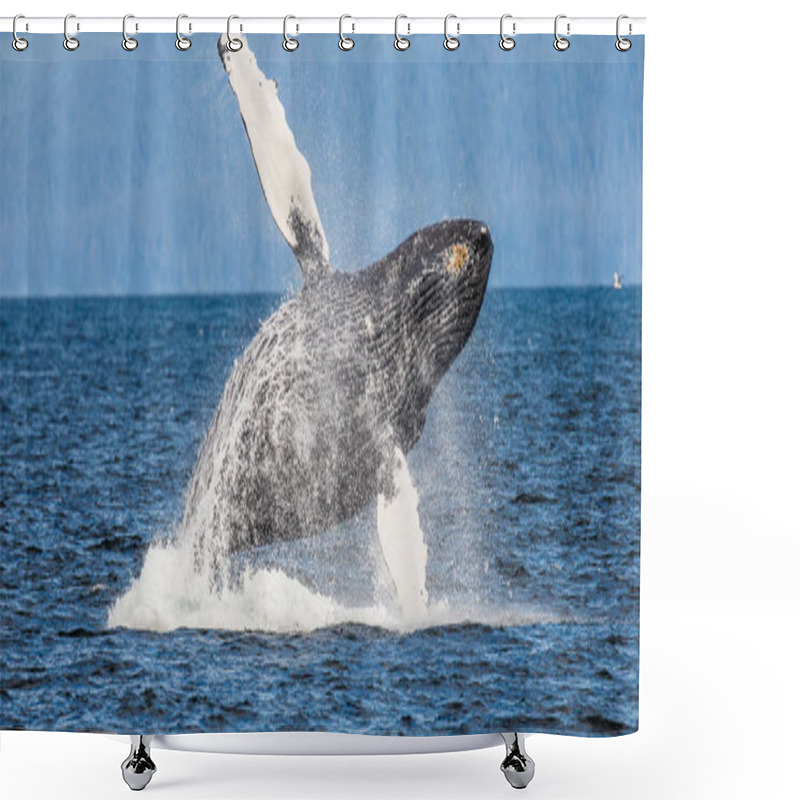 Personality  Jumping Humpback Whale Shower Curtains