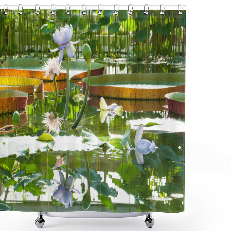 Personality  Lotus Blossoms In The Greenhouse On The Background Of Large Victoria Amazonian Lilies Shower Curtains