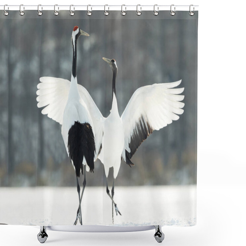 Personality  The Ritual Marriage Dance Of Cranes. The Red-crowned Cranes. Scientific Name: Grus Japonensis, Also Called The Japanese Crane Or Manchurian Crane, Is A Large East Asian Crane. Shower Curtains