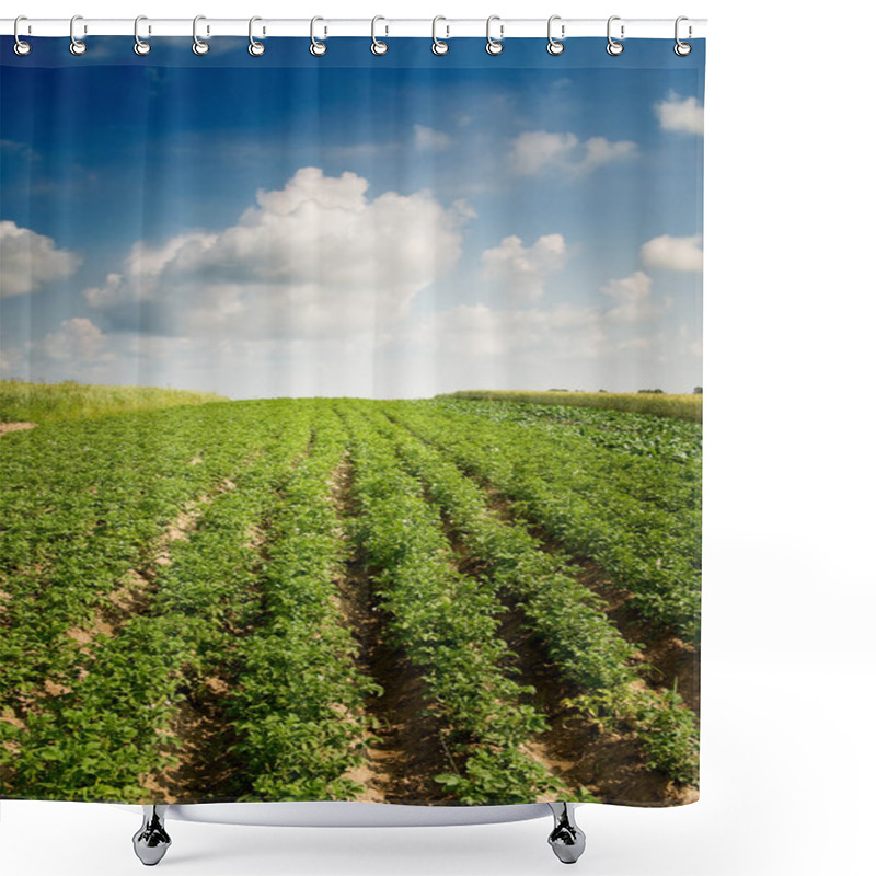 Personality  Landscape Of Potato Plantation. Shower Curtains