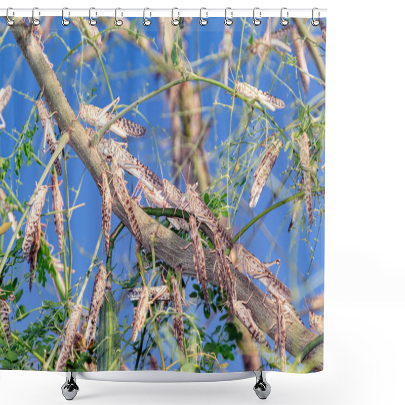 Personality  A Swarm Of Locusts Eating A Tree In Al Ain United Arab Emirates Shower Curtains