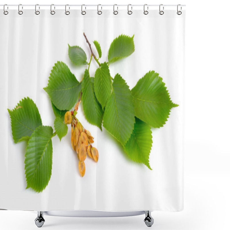 Personality  Leaves And Seeds Of Elms Isolated On White Background Shower Curtains