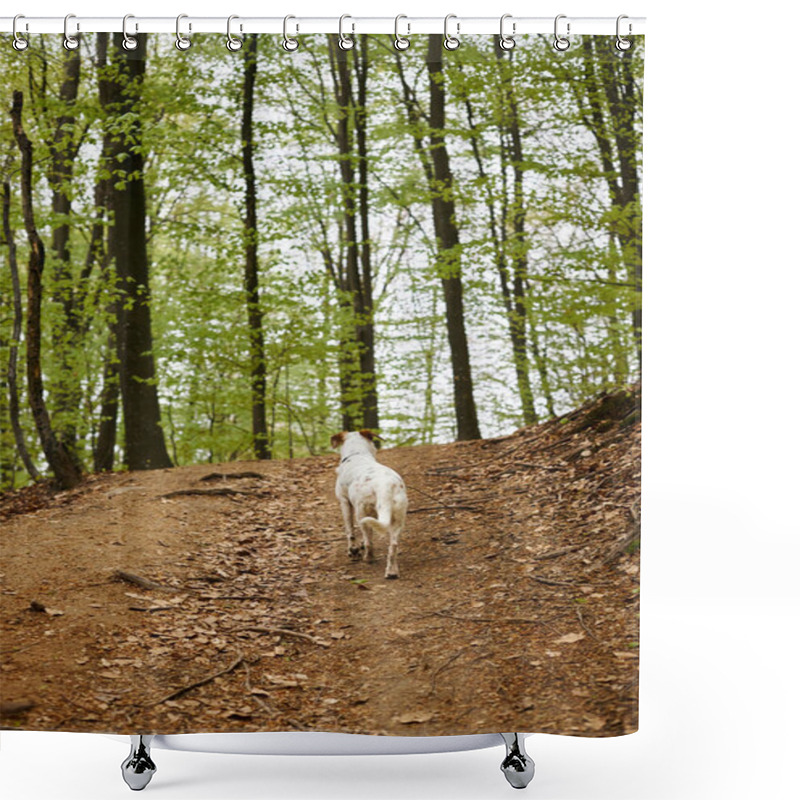 Personality  Back View Of Active White Dog Exploring Forest. Nature Photo Of Cute Pets In Woods Shower Curtains