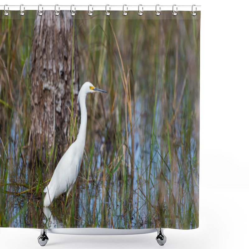 Personality  Snowy Egret (Egretta Thula) Standing In The Water. Big Cypress National Preserve. Florida. USA Shower Curtains