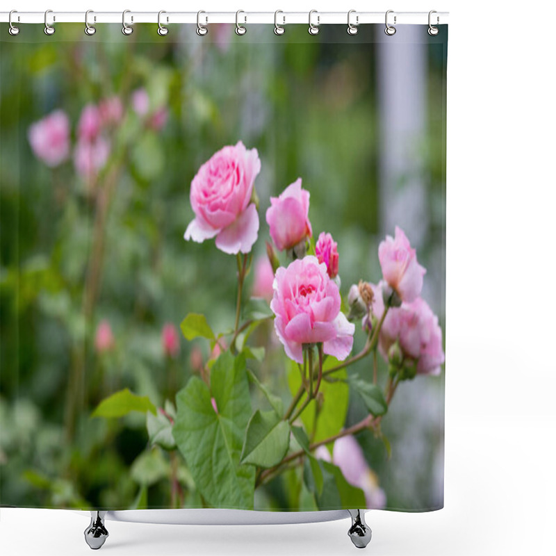 Personality  Blooming Roses And Buds On A Bush In The Garden.bush Of Beautiful Pink Roses.Bush Of Pink Flowers On Bright Summer Day. Holidays Flofal Background. Shower Curtains