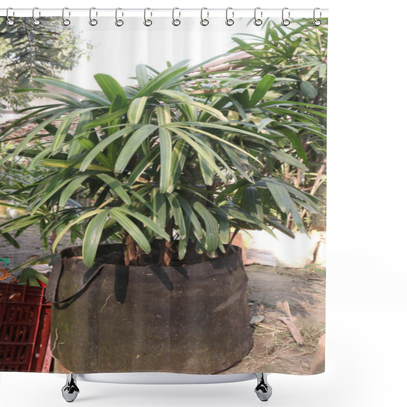 Personality  Broadleaf Lady Palm Plant On Nursery For Sell Are Cash Crops. Has Proven Successful In Removing Airborne Toxins Within The Home, Including Ammonia, Formaldehyde, Xylene, And Carbon Dioxide Shower Curtains