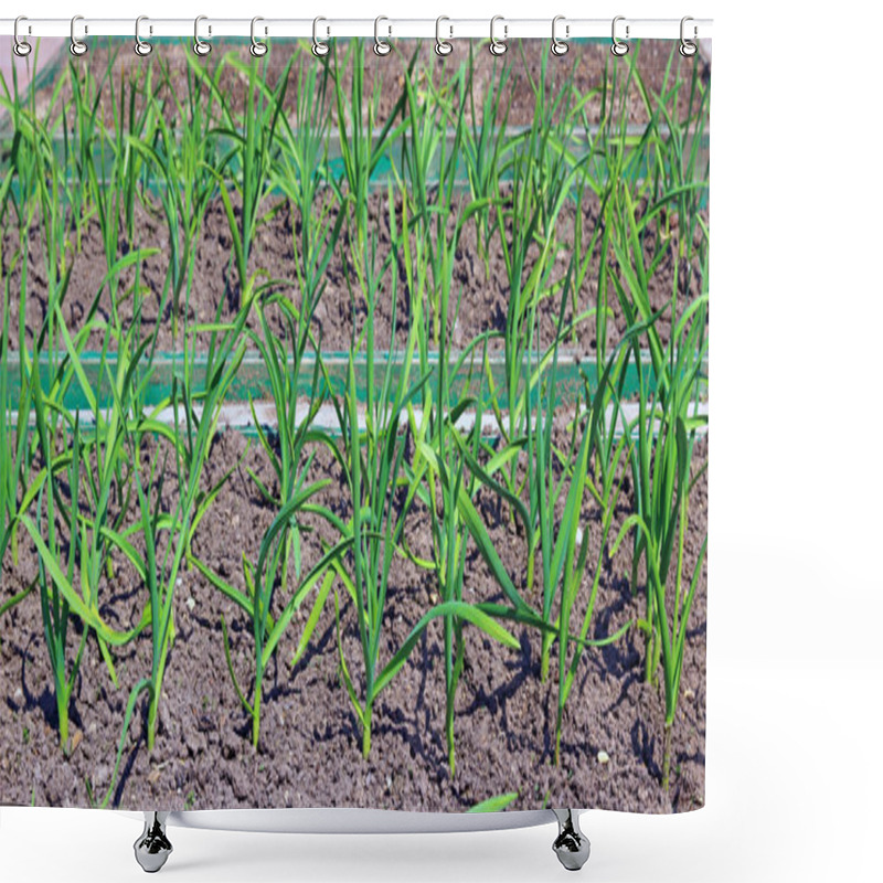 Personality  Vegetable Bed For Growing Garlic Shower Curtains