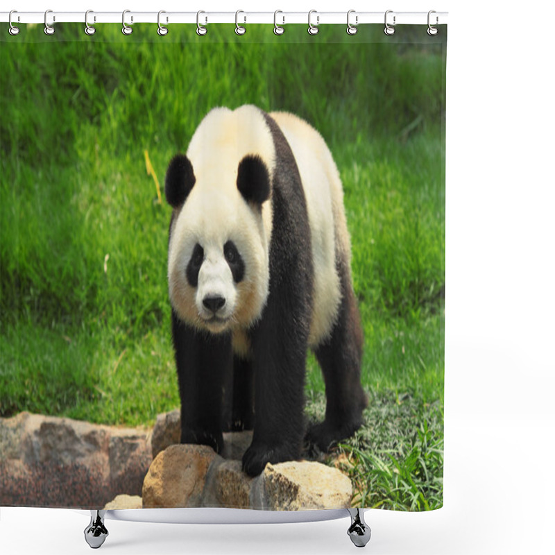 Personality  Wild Panda Shower Curtains