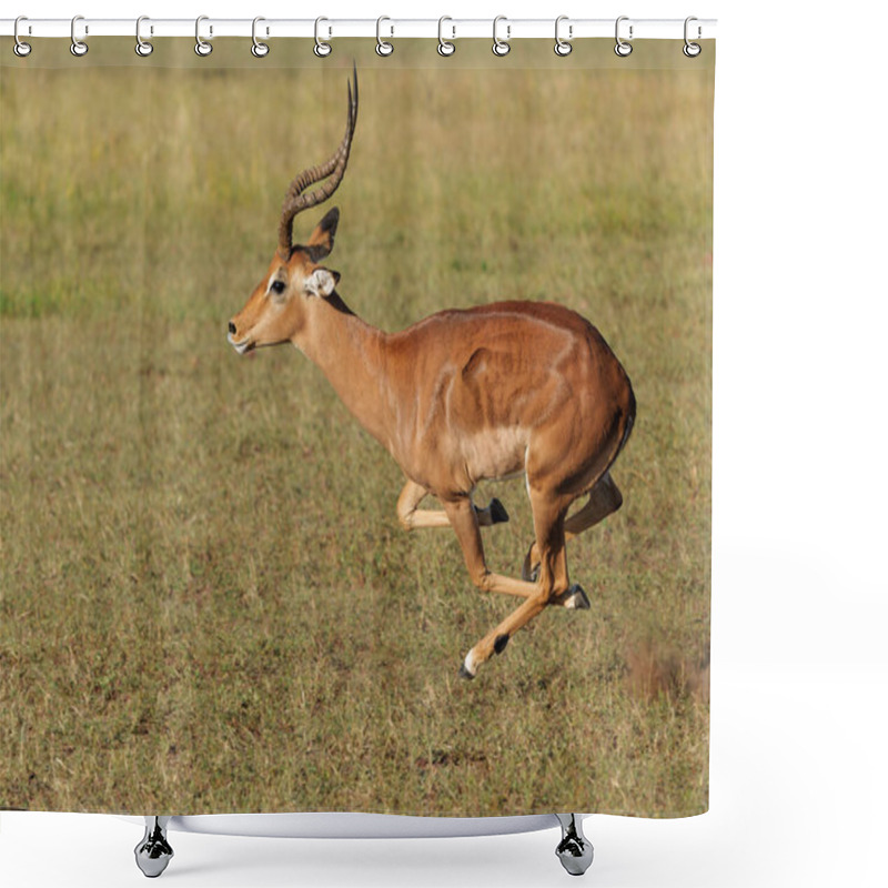 Personality  Impala Male Running In Mashatu Game Reserve In The Tuli Block In Botswana Shower Curtains