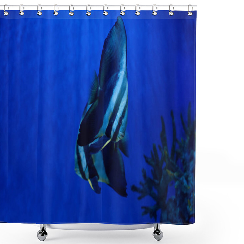 Personality  Striped Fishes Swimming Under Water In Aquarium With Blue Lighting Shower Curtains