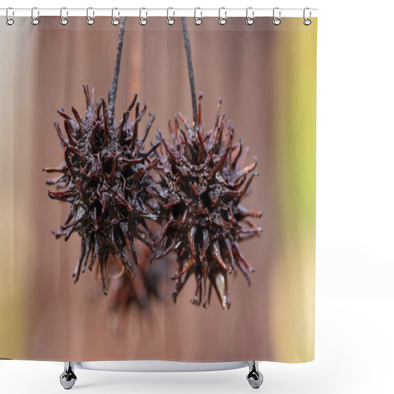 Personality  American Sweetgum Tree (Liquidambar Styraciflua), American Sweetgum  Ball Shower Curtains