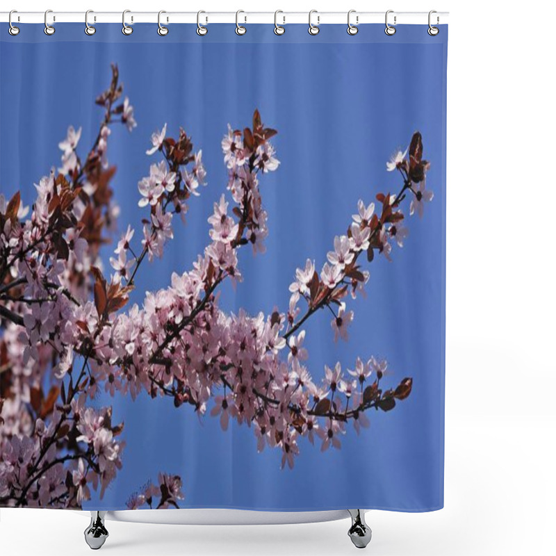 Personality  Blossoming Branches Of Purple Leaved Cherry Plum  Shower Curtains