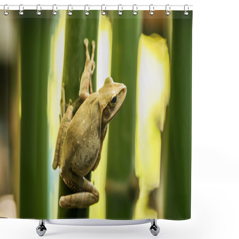 Personality   Tree Frog On Branch Shower Curtains