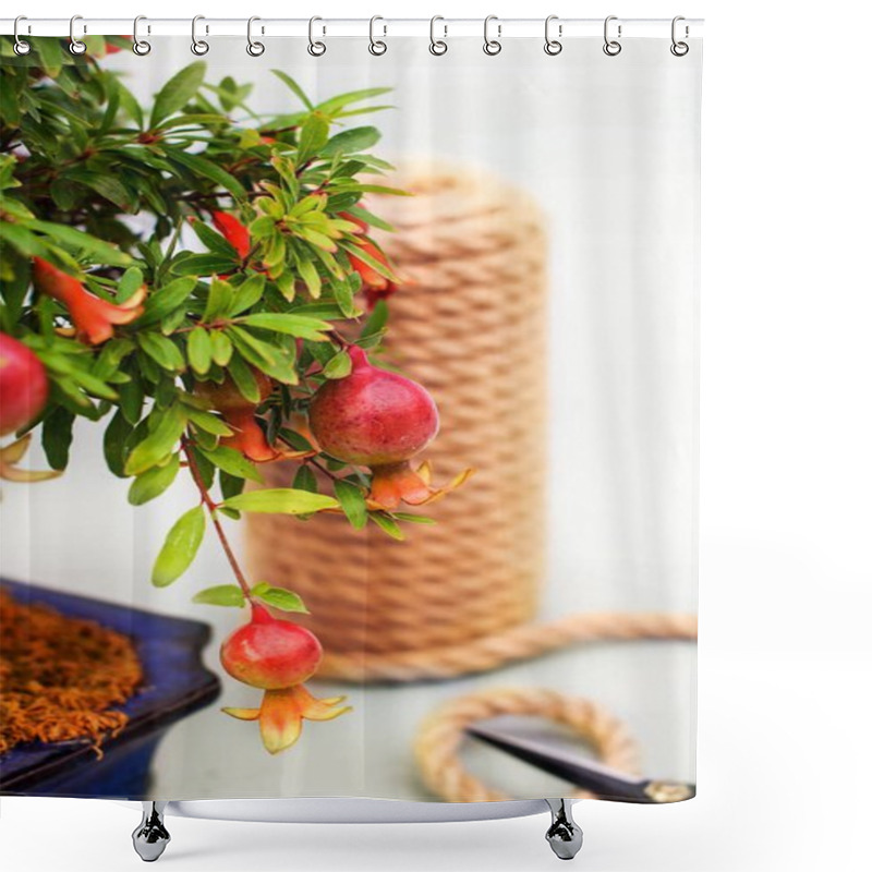 Personality  Bonsai Blooming Pomegranate With Flowers And Small Pomegranate Fruits On A Gray Light Background With A Tangle Of Twine And Garden Scissors. Shower Curtains