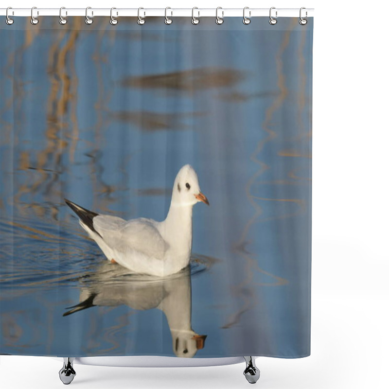 Personality  Black-headed Gull - (Chroicocephalus Ridibundus)  Shower Curtains