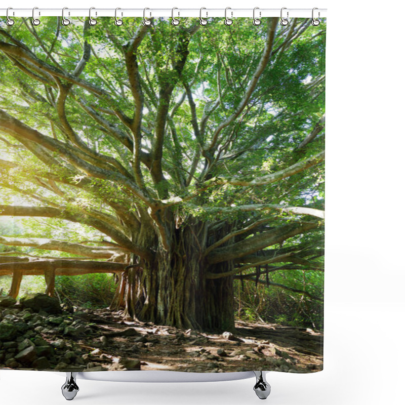 Personality  Branches And Hanging Roots Of Giant Banyan Tree Growing On Pipiwai Trail On Maui, Hawaii, USA Shower Curtains