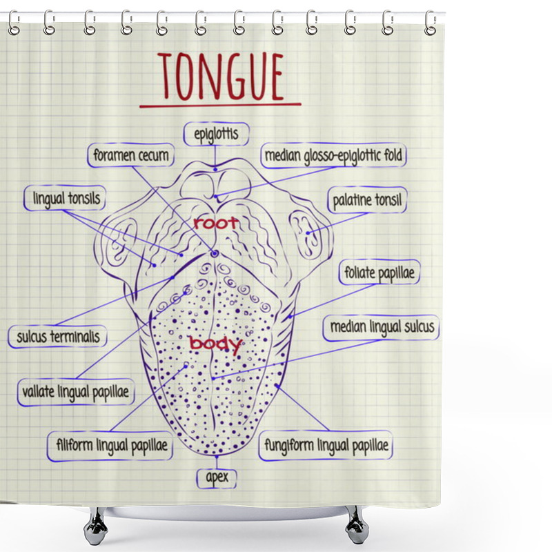 Personality  Diagram Of The Anatomy Of Human Tongue Shower Curtains