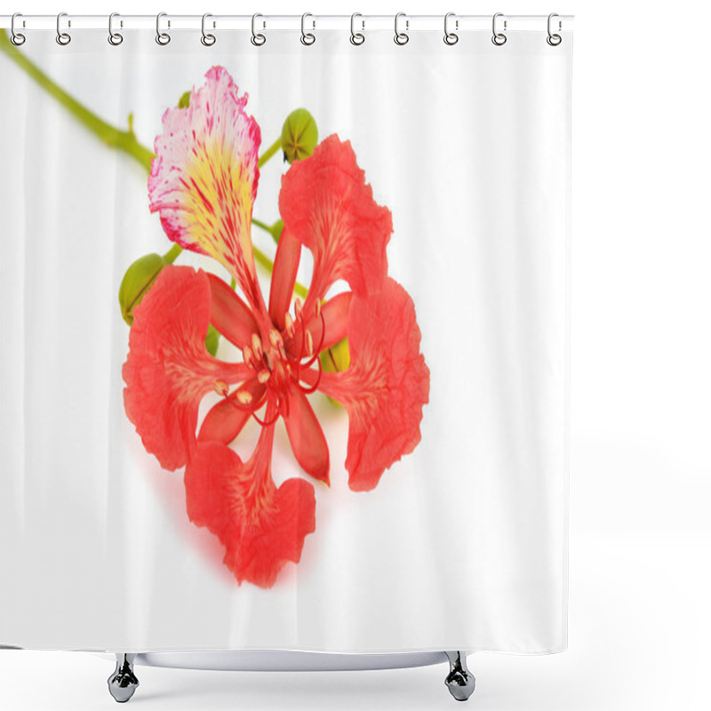 Personality  Pride Of Barbados Shower Curtains