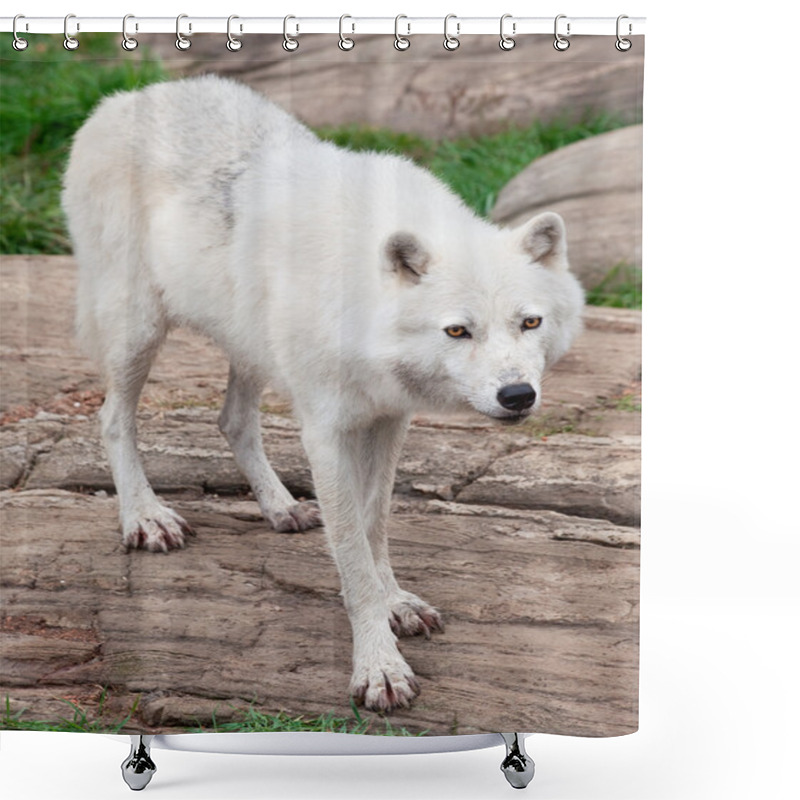 Personality  Arctic Wolf Standing On Rocks Shower Curtains