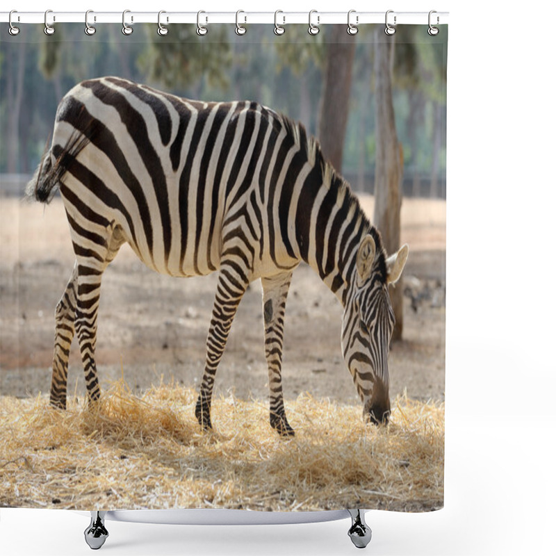 Personality  Zebra Shower Curtains