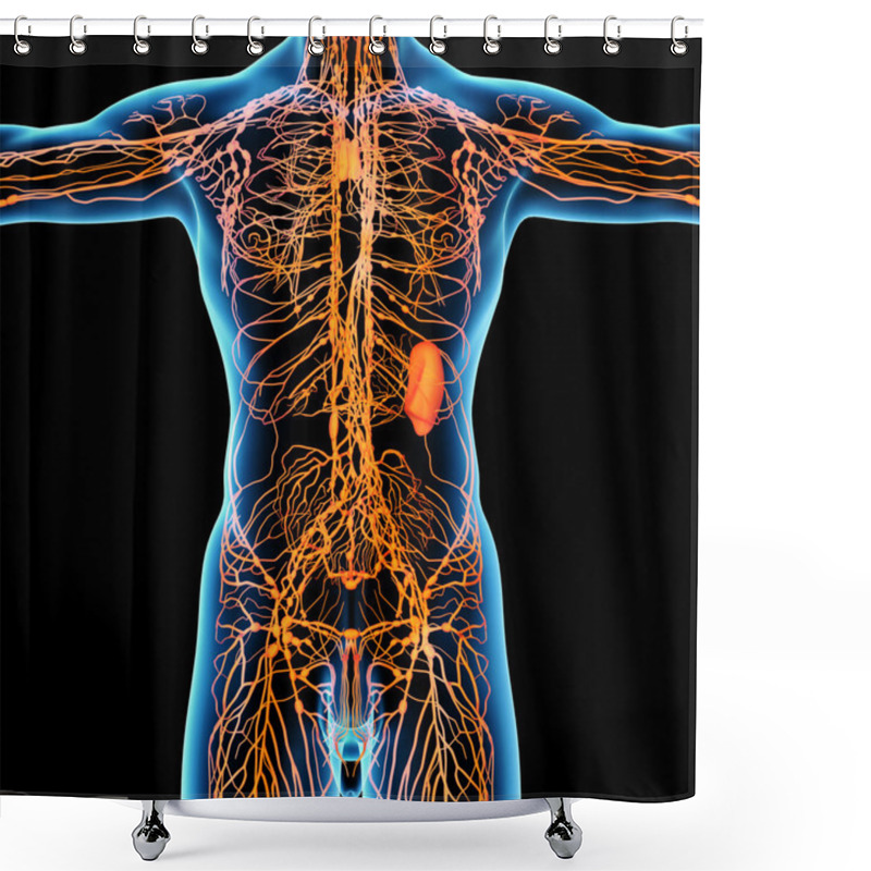 Personality  Lymphatic System - Front View Shower Curtains