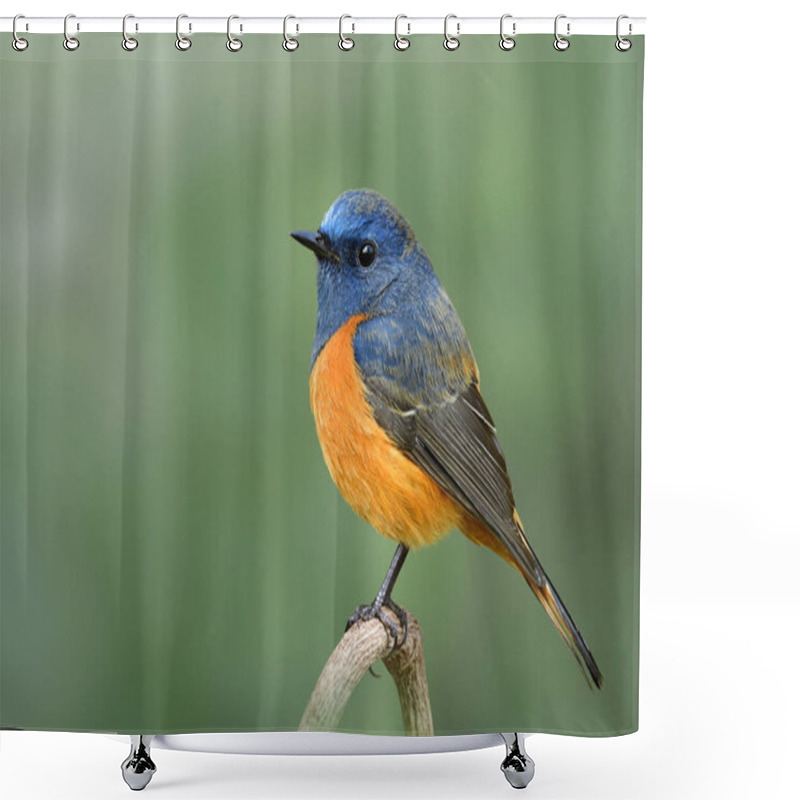 Personality  Blue-fronted Redstart, Fat Blue Bird With Orange Belly Lonely Perching On Branch On Clear Green Blackground Taken In Doi Intanon National Park,thailand During Winter Visiting Shower Curtains