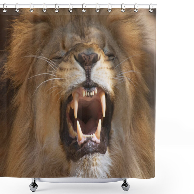 Personality  Lion, Predator Animal, Feline Predator Shower Curtains