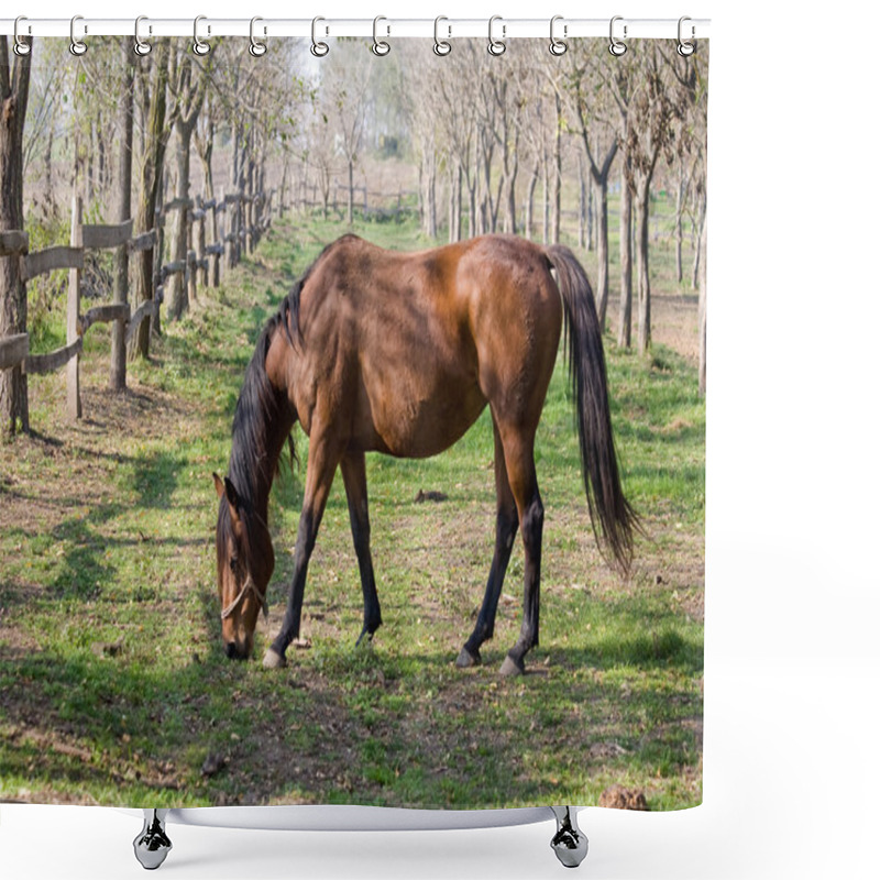 Personality  Horse On A Summer Pasture Shower Curtains