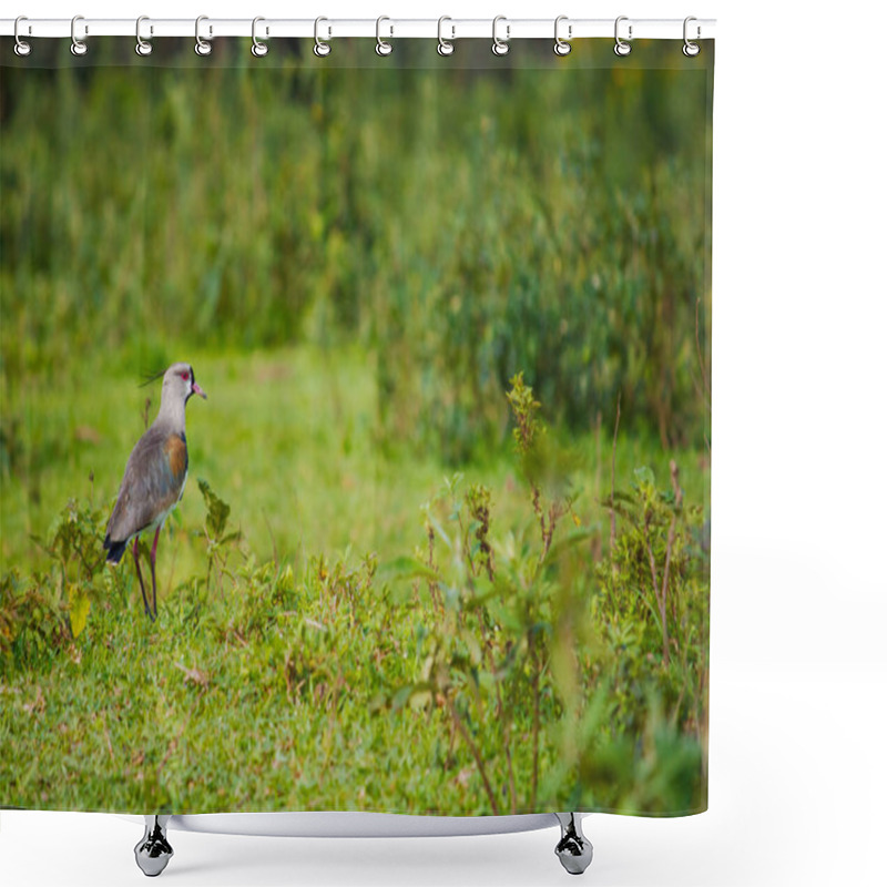 Personality  The Southern Lapwing (Vanellus Chilensis) Walks Confidently Across Vibrant Green Pastures, Its Elegant Gray, Black, And White Plumage Accentuated By Soft Natural Light. Shower Curtains