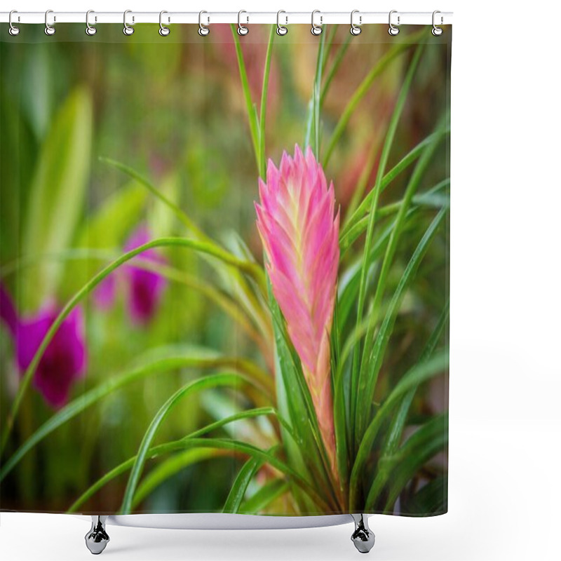 Personality  The Beautiful Pink Bloom Of A Pink Quill Bromeliad (Tillandsia Cyanea), A Tropical Flowering Perennial Plant Species Native To The Rainforests Of Ecuador. Shower Curtains