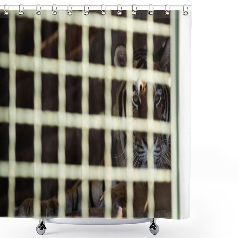 Personality  Dangerous Tiger Looking At Camera Through Cage With Blurred Foreground  Shower Curtains