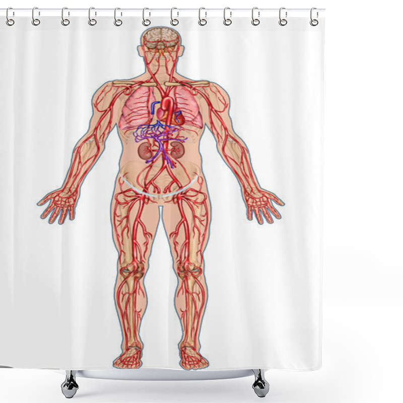 Personality  Human Bloodstream - Didactic Board Of Anatomy Of Blood System Of Human Circulation Sanguine, Cardiovascular, Vascular And Arterial System Shower Curtains