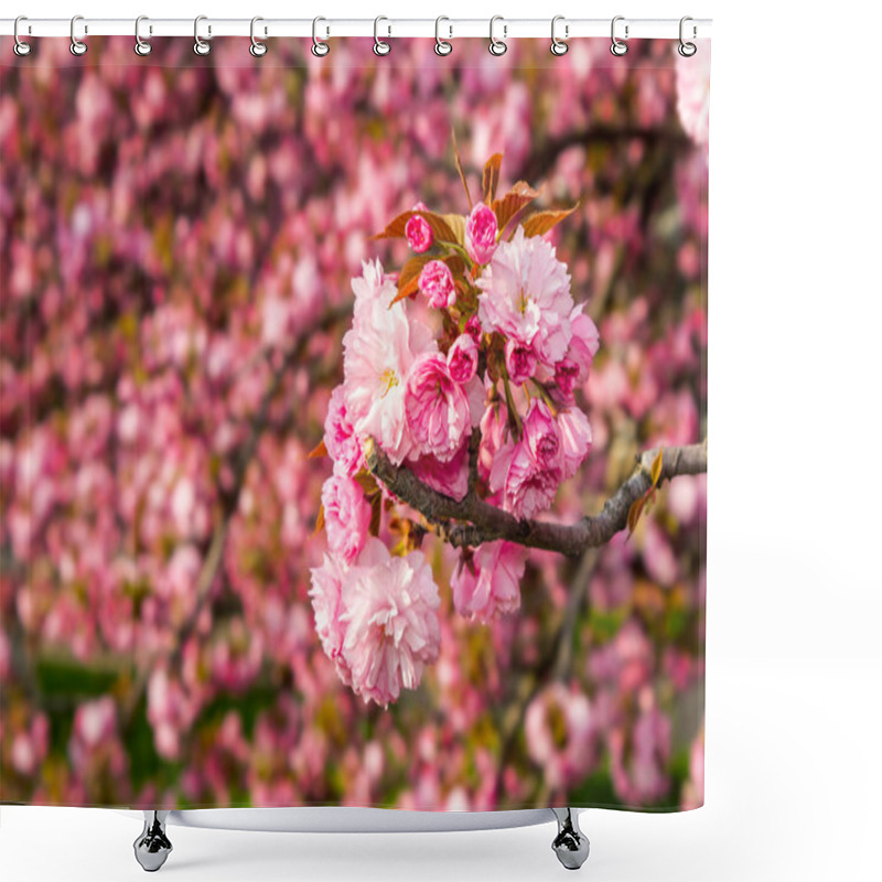 Personality  Pink Blossomed Sakura Flowers Shower Curtains