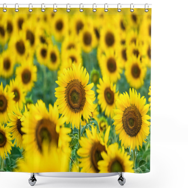 Personality  A Sunflower Field Captured In Perfect Detail, Highlighting The Brightness And Vivid Colors Of Each Blooming Flower Shower Curtains