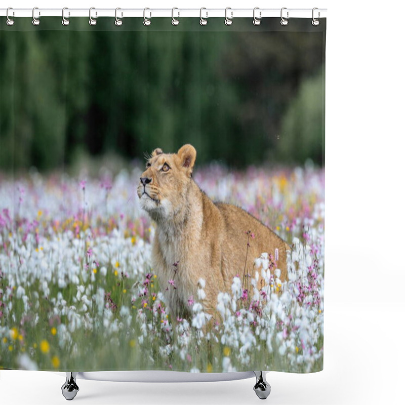 Personality  Close-up Portrait Of A Lioness Running  Across A Meadow Full Of White And Colorful Flowers Directly To The Camera. Impressionistic Scene Of The Top Predator In A Nature. Lion, Panthera Leo. Shower Curtains