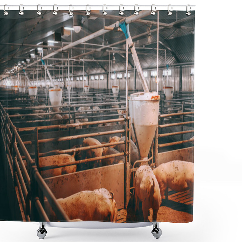 Personality  Picture Of Lots Of Fat Adult Pigs Eating At Animal Barn. Meat Production Concept. Shower Curtains