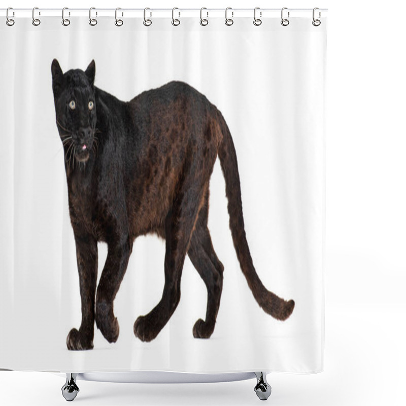 Personality  Portrait Of Black Leopard Walking And Looking Away Proudly, Panthera Pardus, Against White Shower Curtains