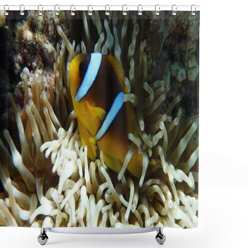 Personality  Clown Fish Amphiprion (Amphiprioninae). Red Sea Clown Fish. Shower Curtains