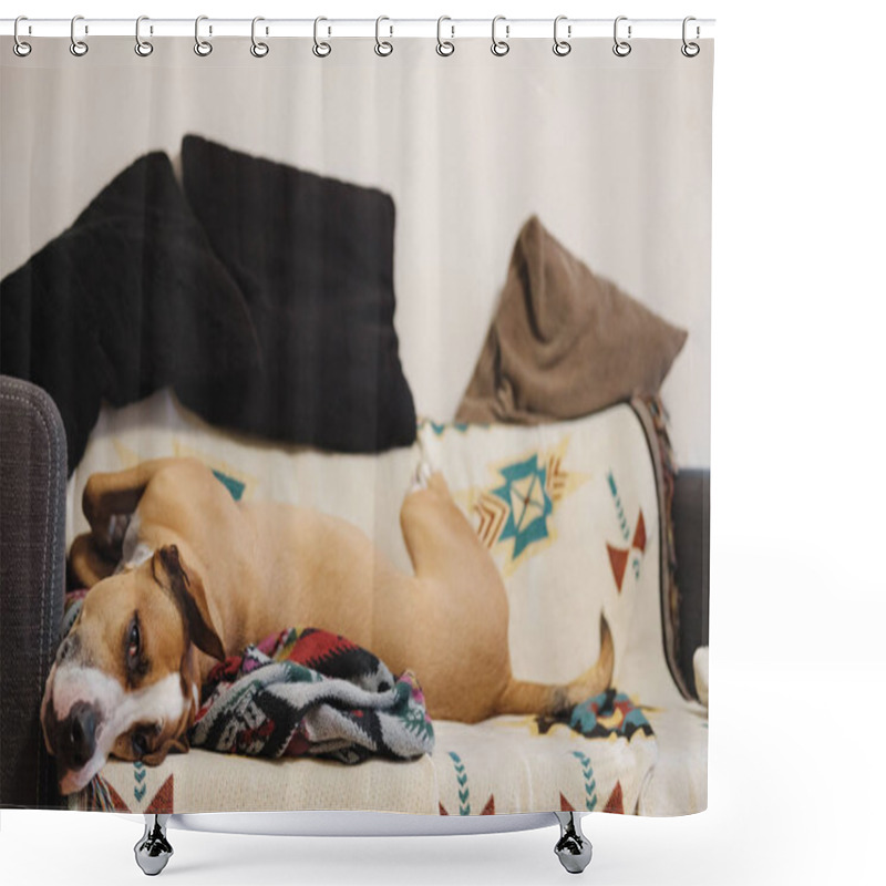 Personality  Relaxed Dog Feeling Safe On The Couch.  Shower Curtains