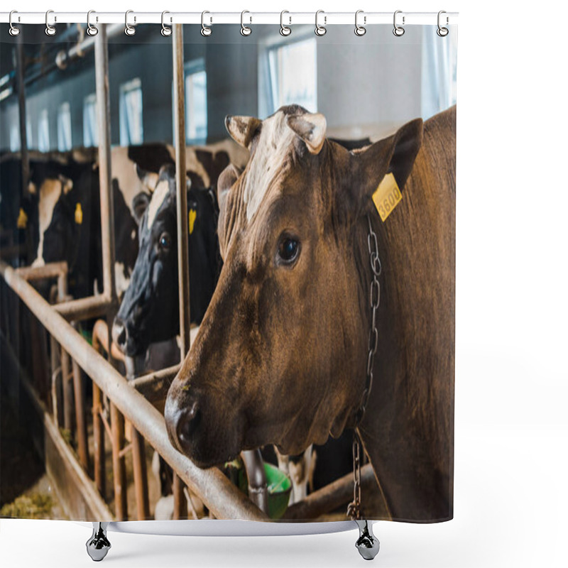 Personality  Cows Standing In Row In Stable At Farm Shower Curtains