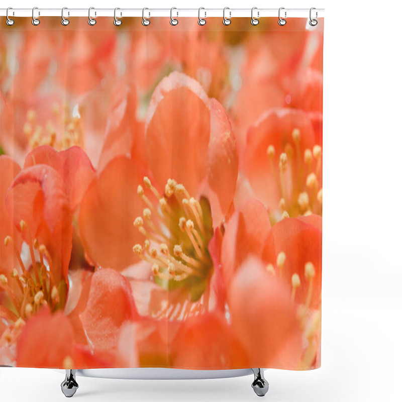 Personality  Orange Flower Inside Close Up. Decorative Japanese Quince. Shower Curtains