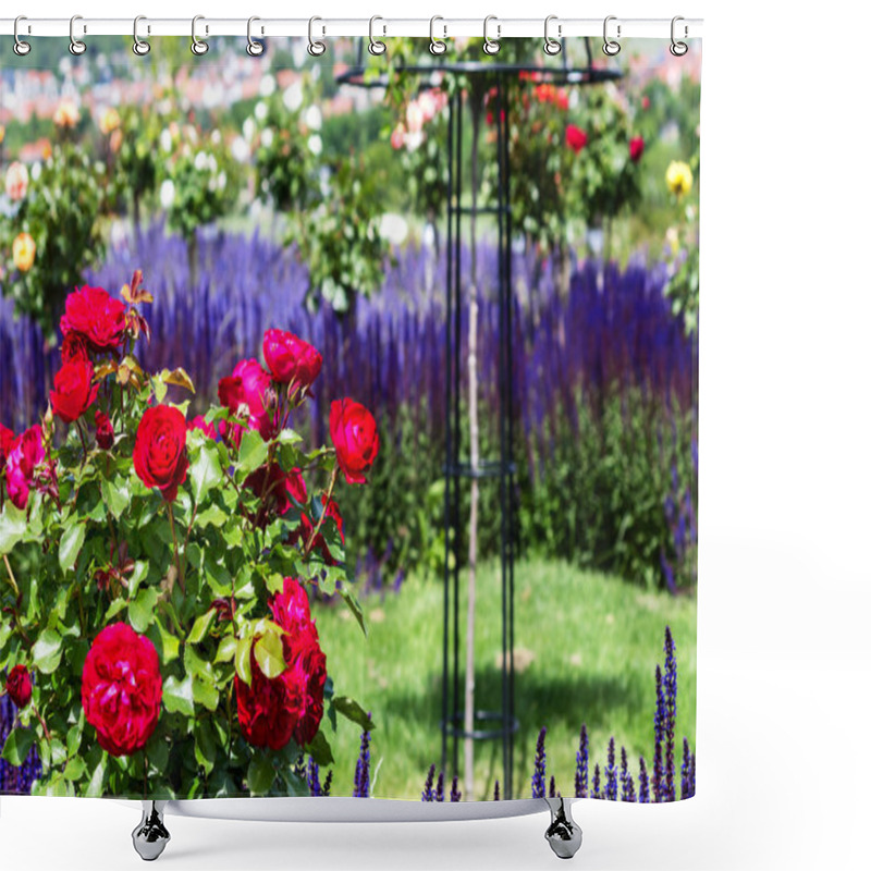 Personality  Red Roses And Blue Salvia Nemorosa In Rose Garden English Style Shower Curtains